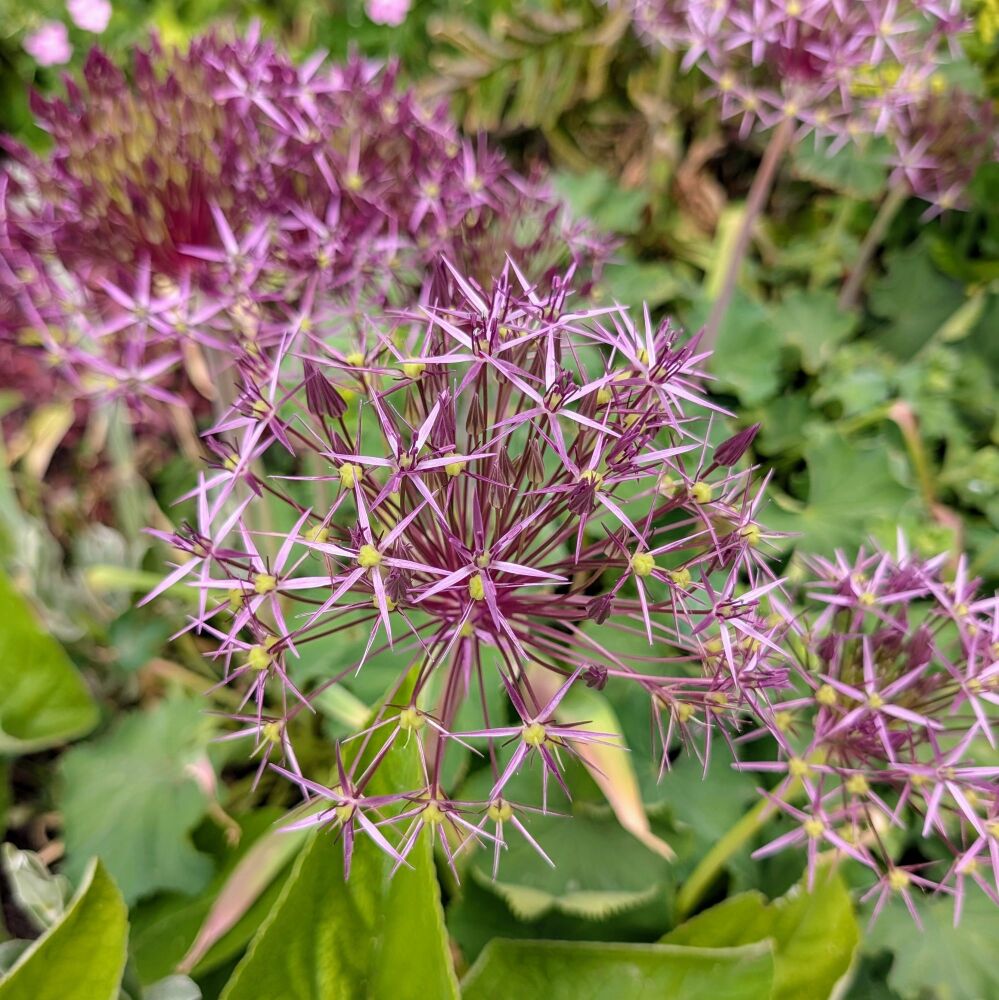 Allium cristophii Plant (Pre-Order)