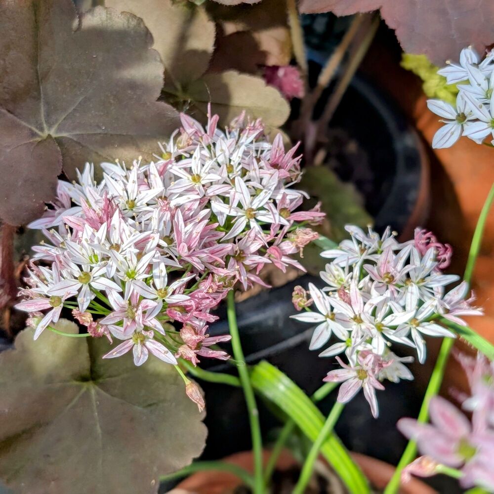 Allium 'Cameleon' syn. 'Chameleon' Plant (Pre-Order)