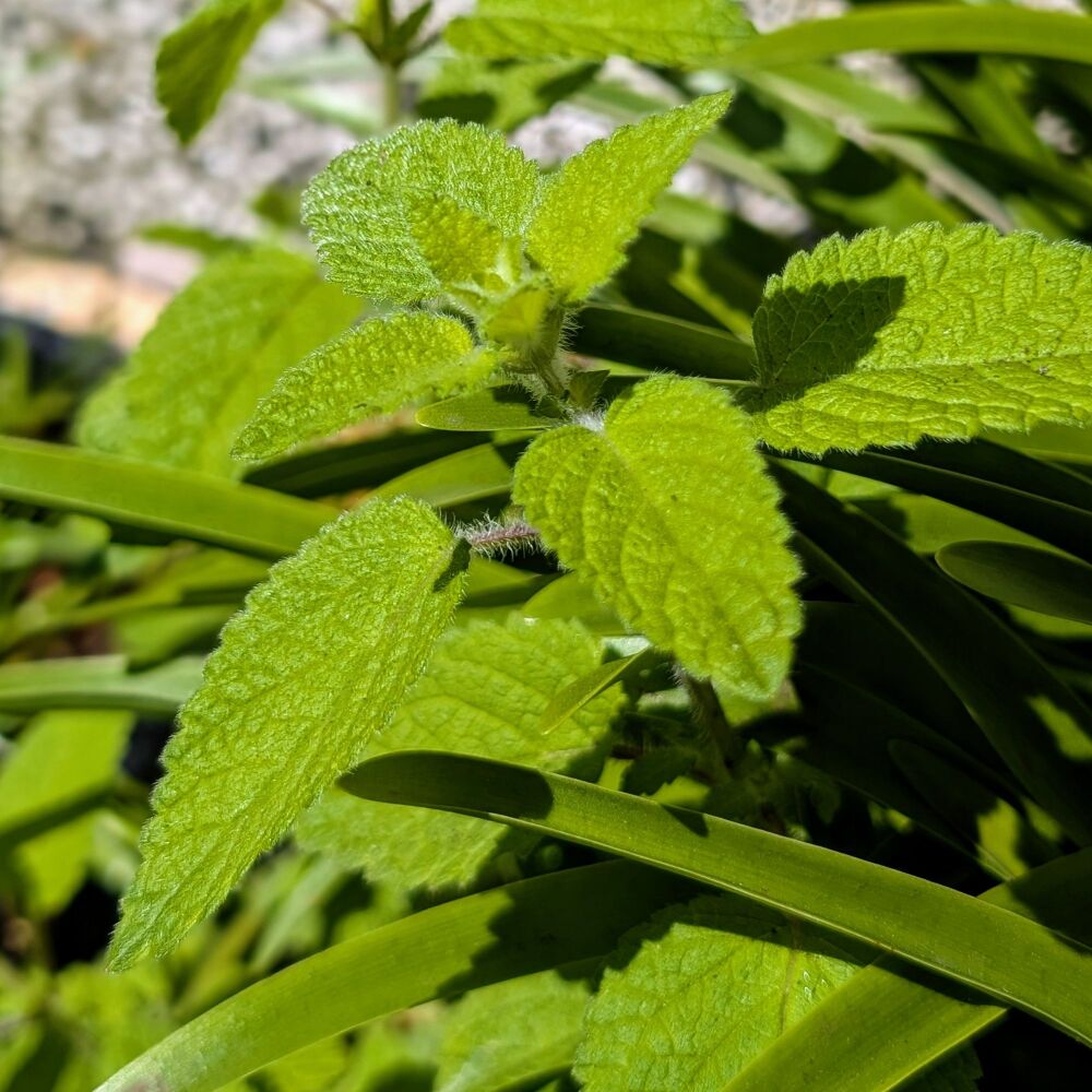 Lime Balm Plant