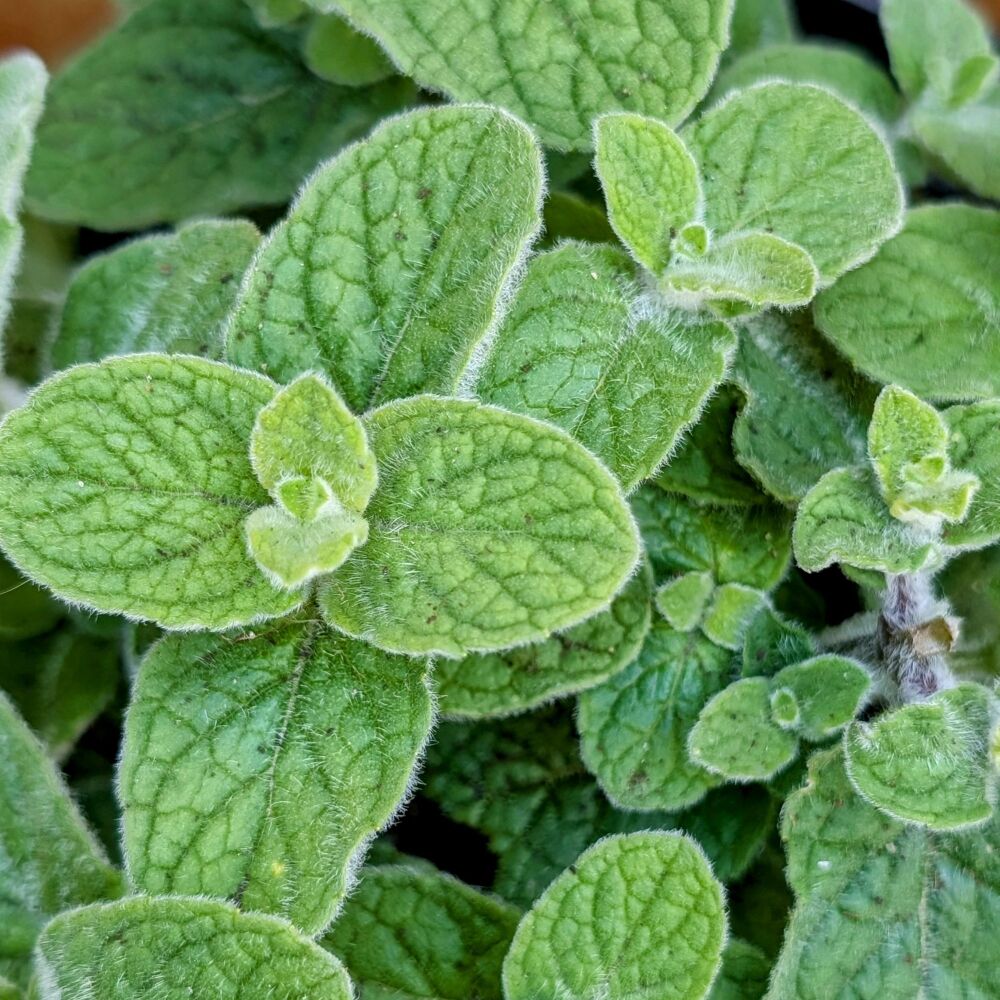 Mint 'Atlas Mountain' Plant