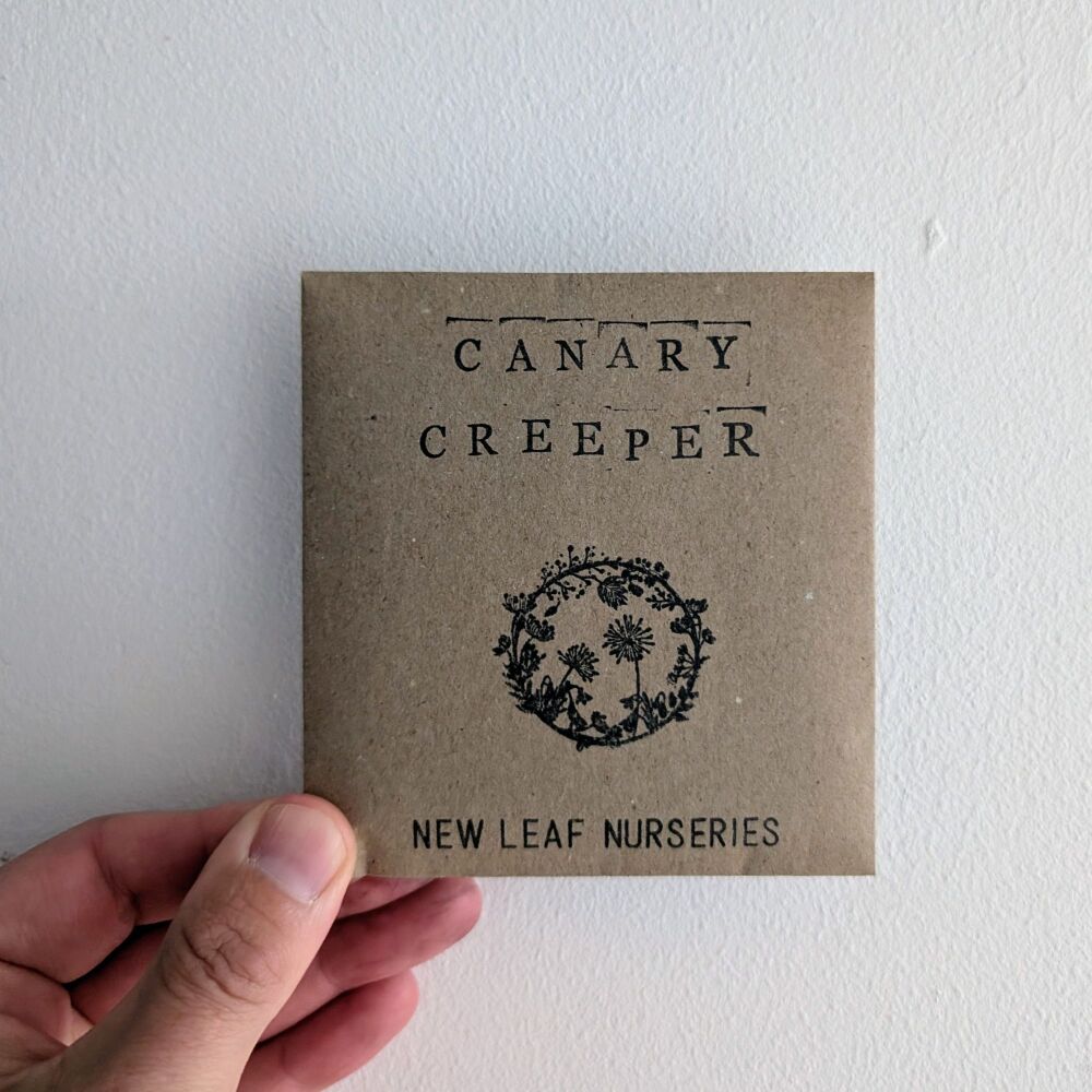 Canary Climber (Tropaeolum canariense) Seeds *New for 2026*