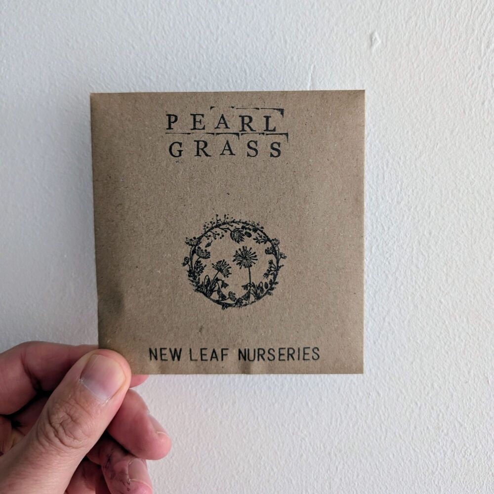 Pearl Grass (Greater Quaking Grass) Seeds *New for 2026*