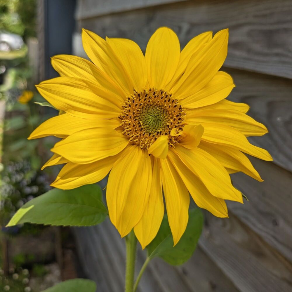 Grow Your Own Sunflowers Starter Pack