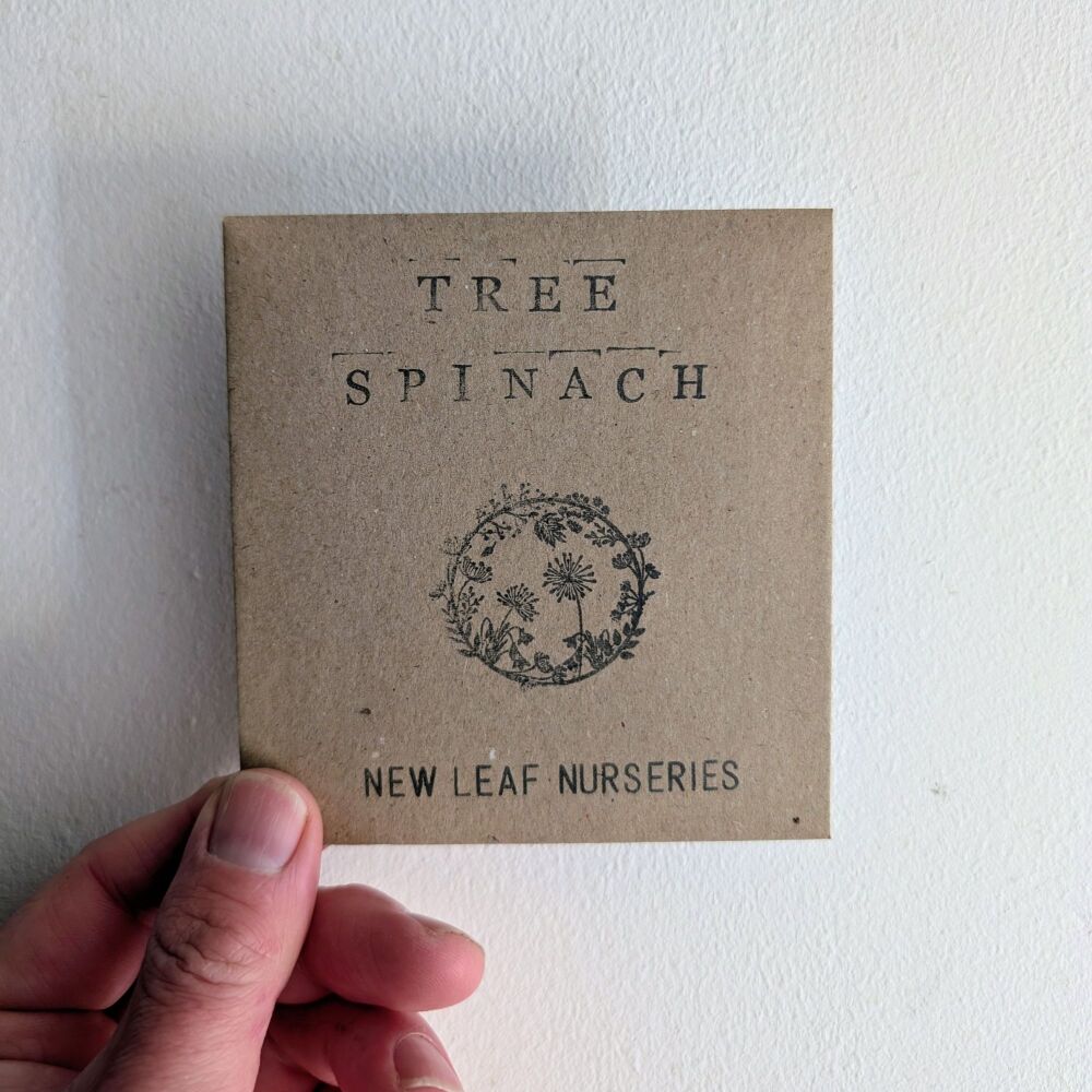 Tree Spinach Seeds *New for 2026*