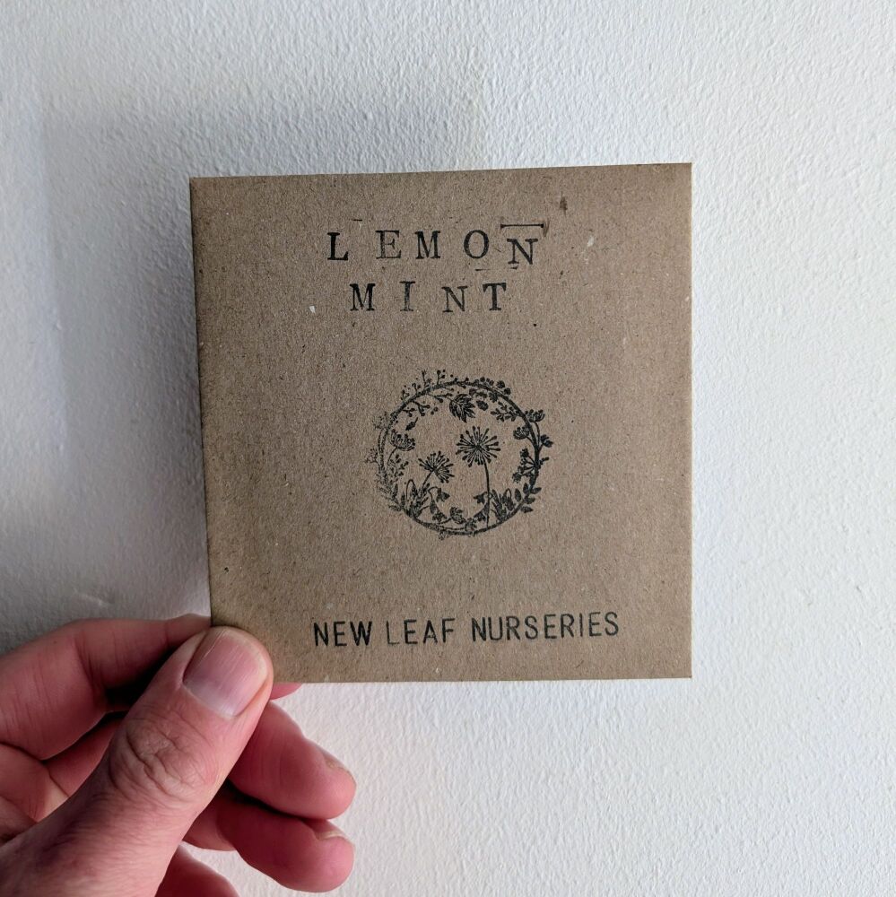 Mint , Lemon Seeds (Bergamot, Monarda)