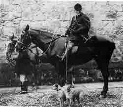 border terrier fox hunting