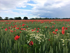 Poppies in the wheat field
