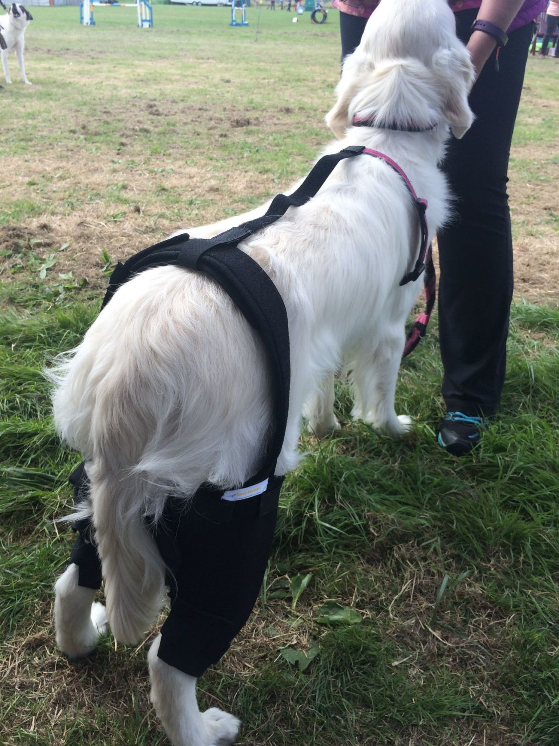Canine stifle brace top