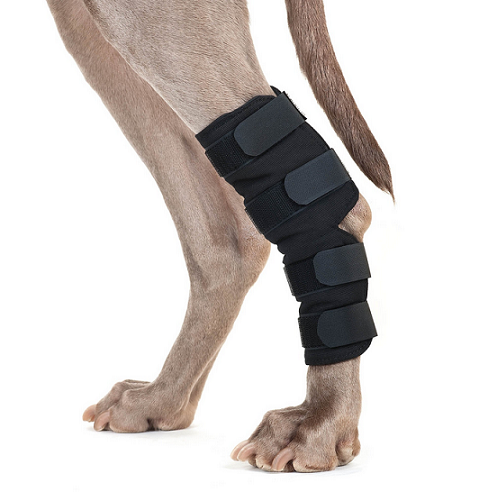 13. Back on Track® Canine Hock/Ankle Wraps, Single