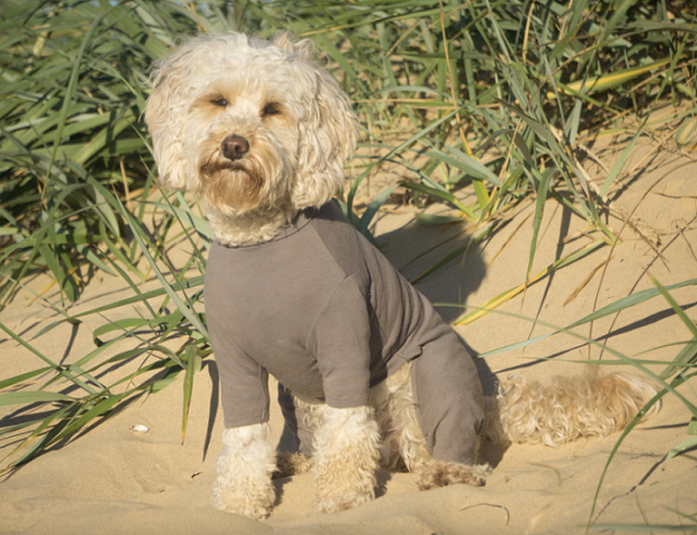 HOTTERdog by Equafleece Dog T-Shirt Suit
