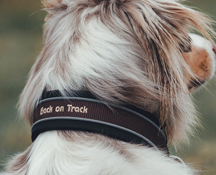 Back on Track® Canine Collar, Charlie