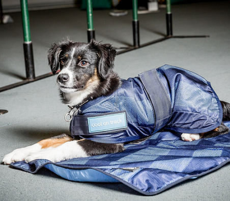 Cool on Track® Canine Cooling Coat