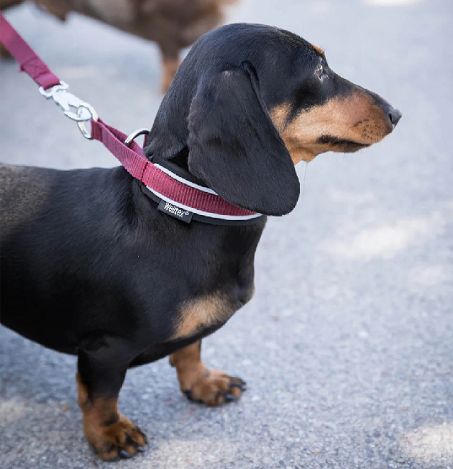 Back on Track® Canine Collar, Charlie
