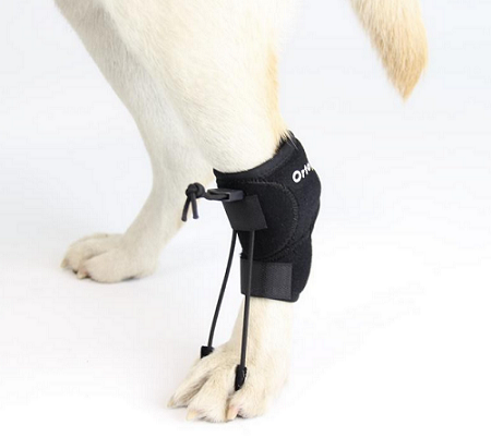 Ortocanis Canine No-Knuckling Sling