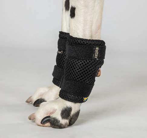 11. Back on Track® Canine Leg (Carpal) Wraps, Milo