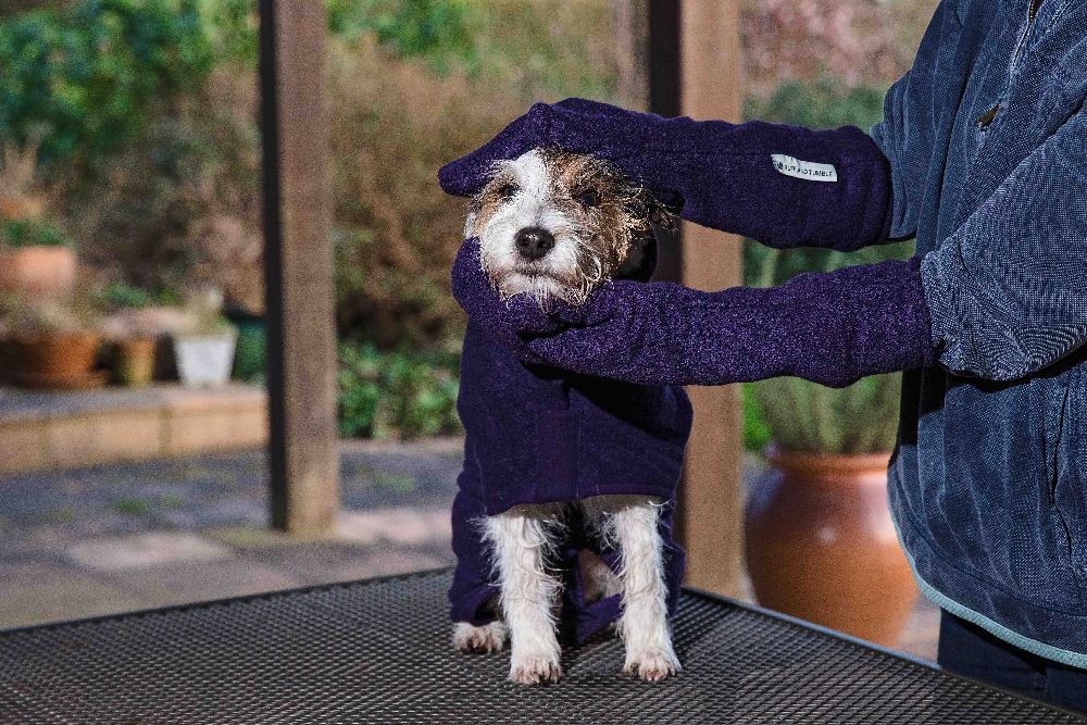 Dog Drying
