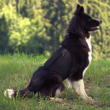 Back on Track® Dog Back Brace