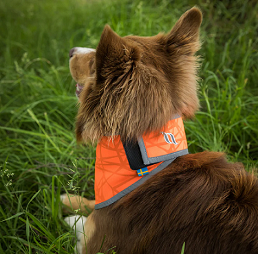 Back on Track&reg; Canine Bandana, Draco