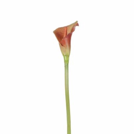 Calla Lily