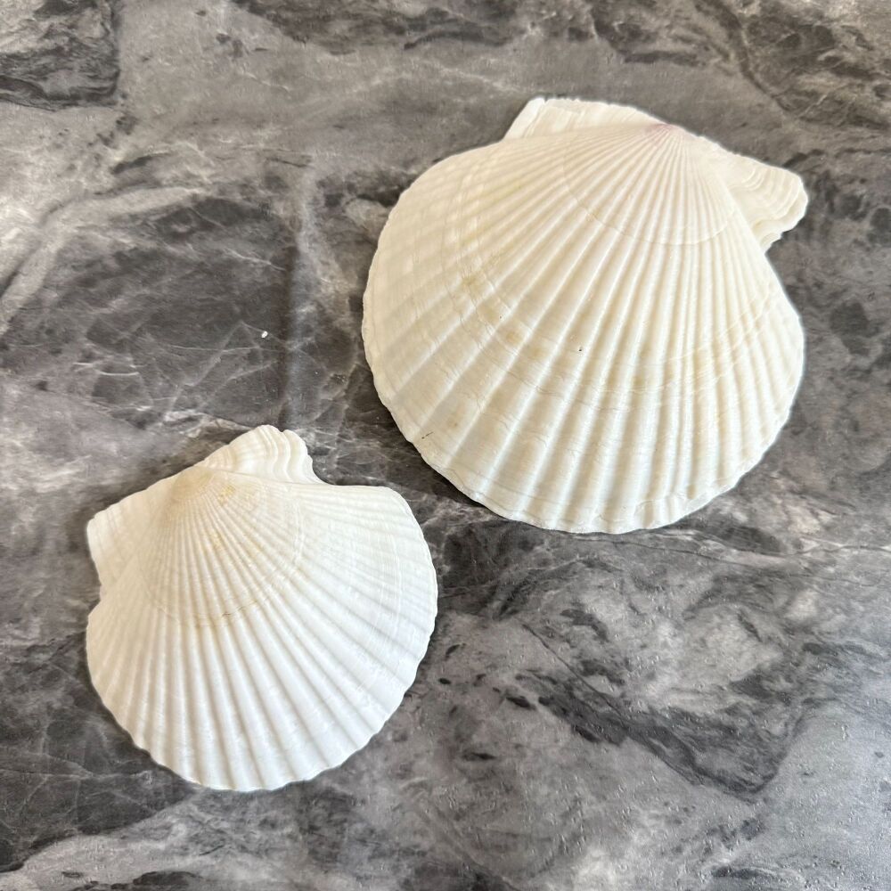 Natural Scallop Seashells