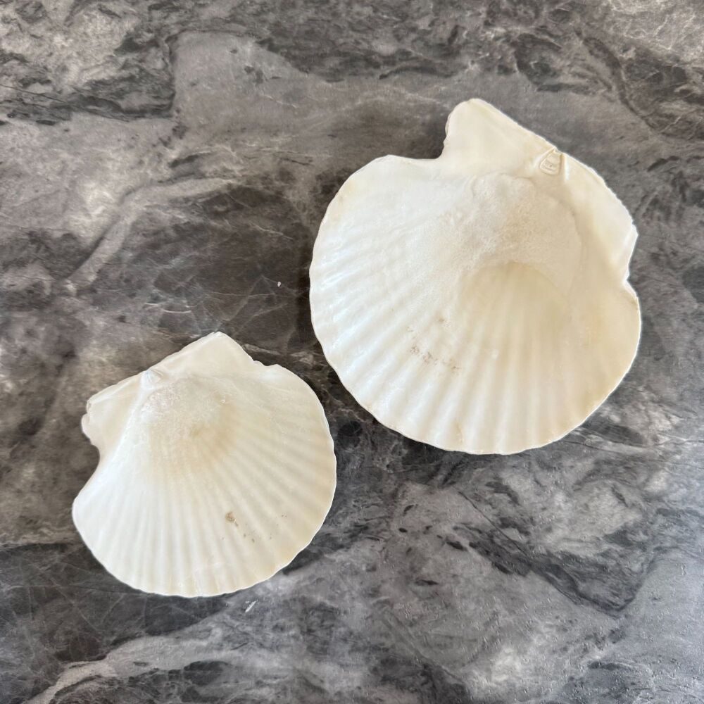 Natural Scallop Seashells