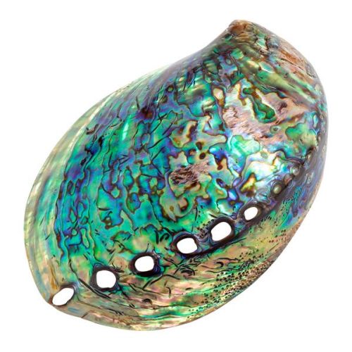 New Zealand Paua Shell. Abalone Shell. Sea Opal Shell