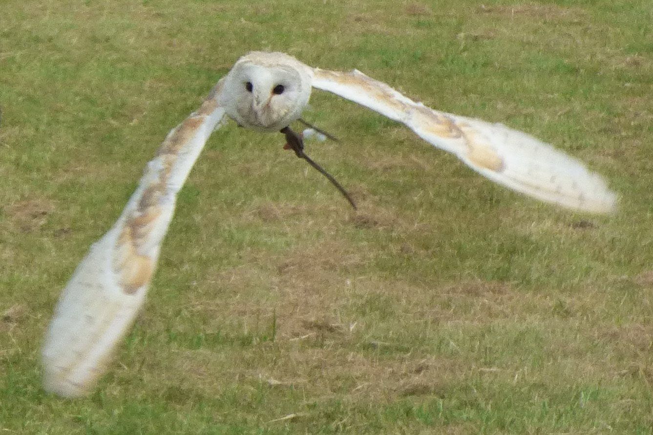 Owl at Templecombe