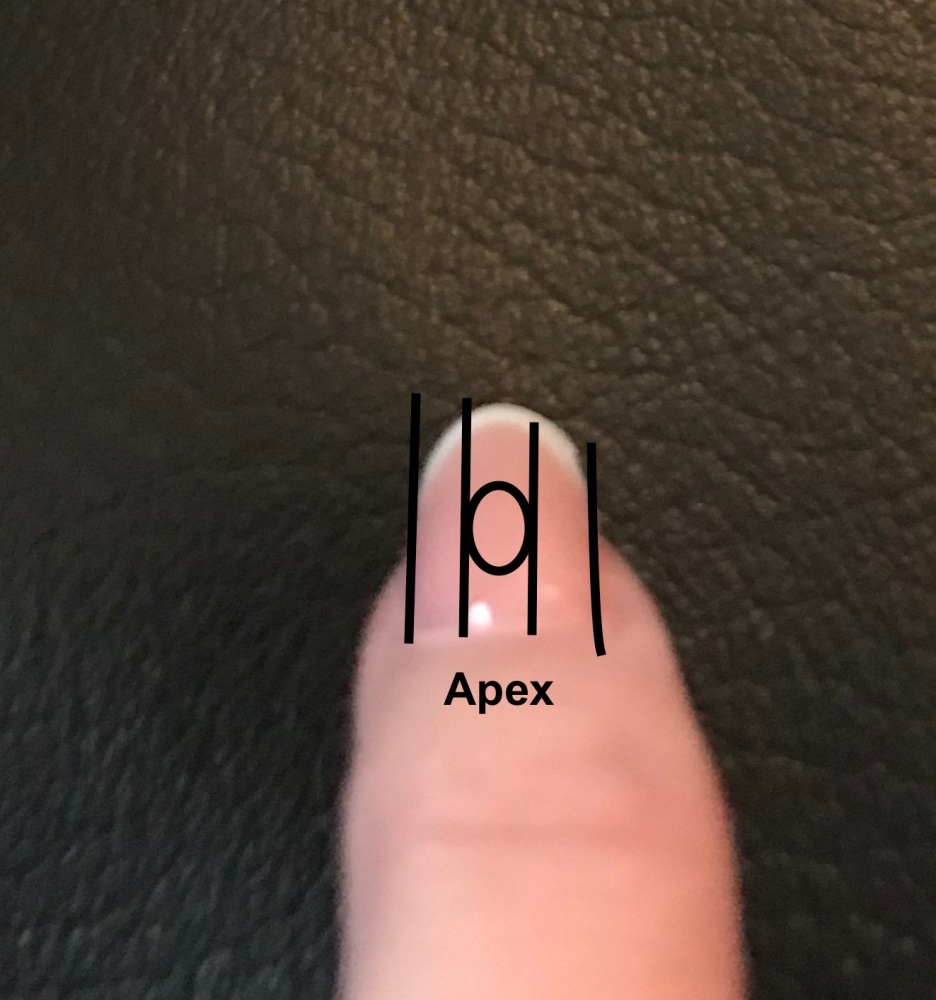 Understanding Apex Placement For Nail Shapes Blogs Katie Barnes