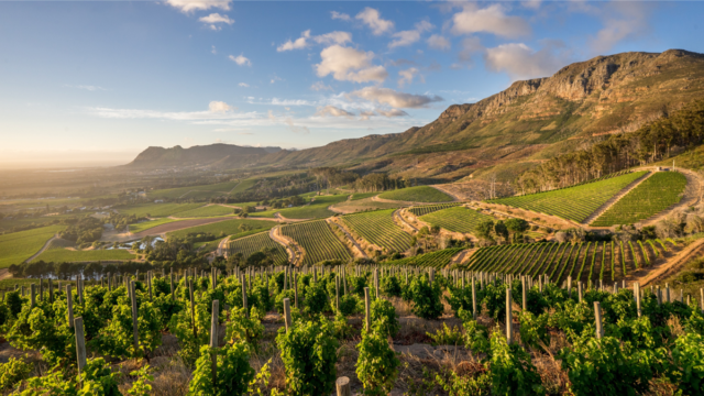 South Africa Wine Tasting, Thursday 20th April @ 7.30pm