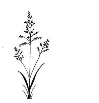 Lavinia stamps - Field Grass