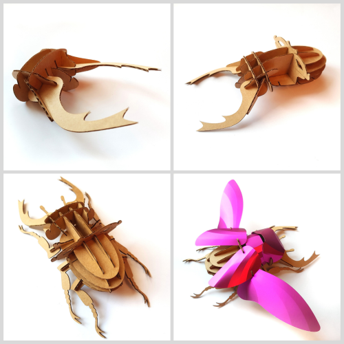 Stag Beetle Stages 5-8