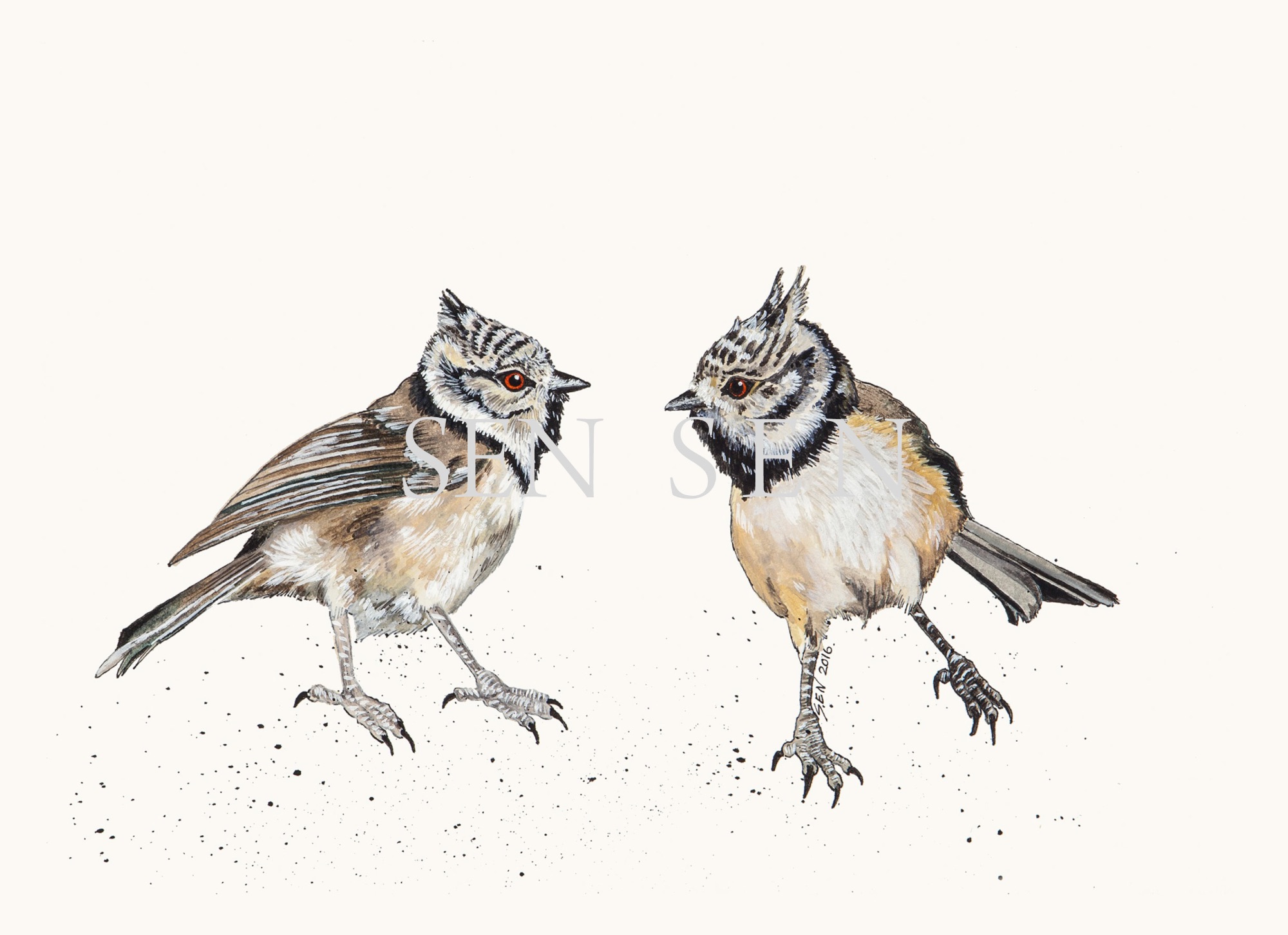 Crested Tit bird painting