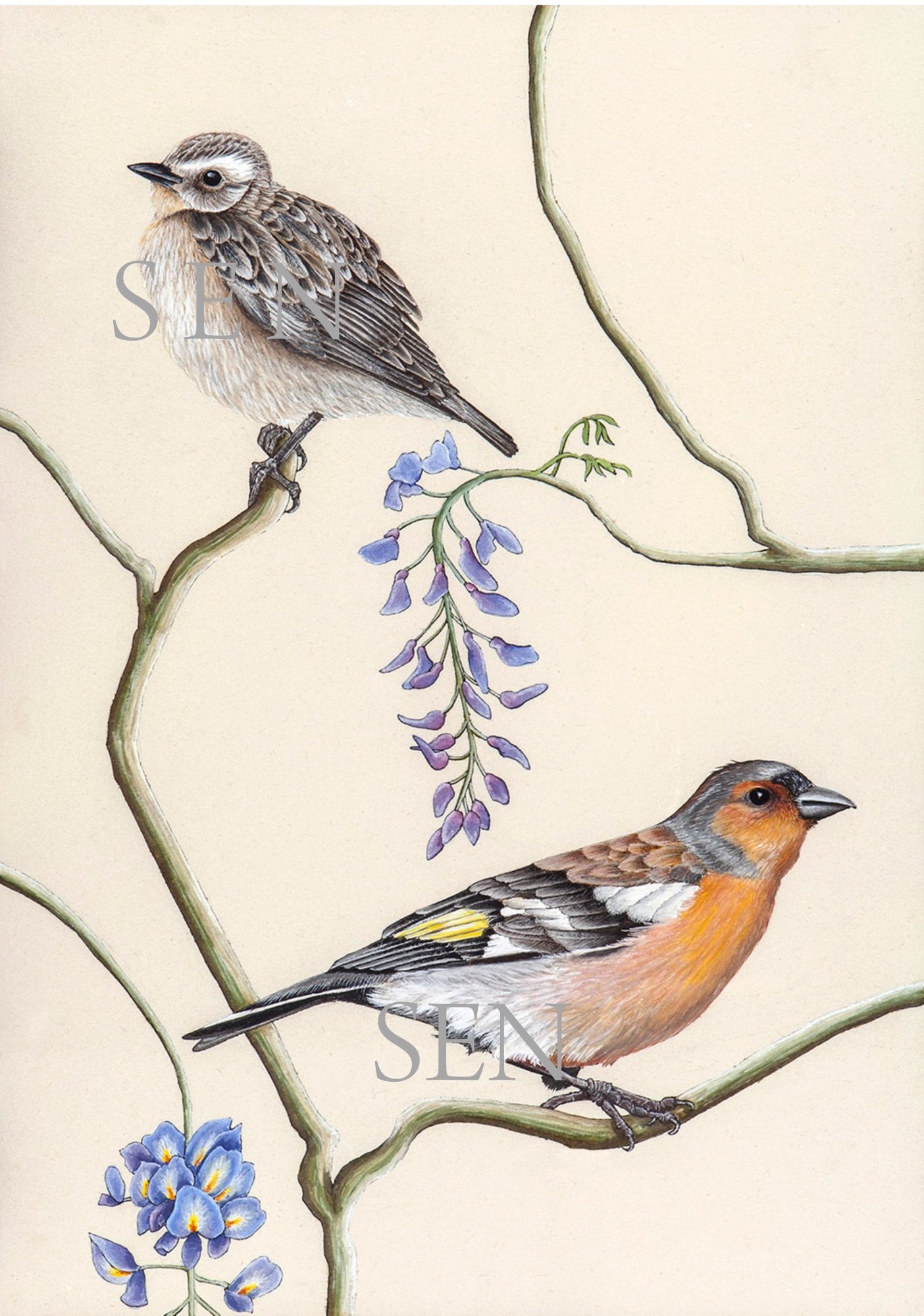 Whinchat Chaffinch bird painting