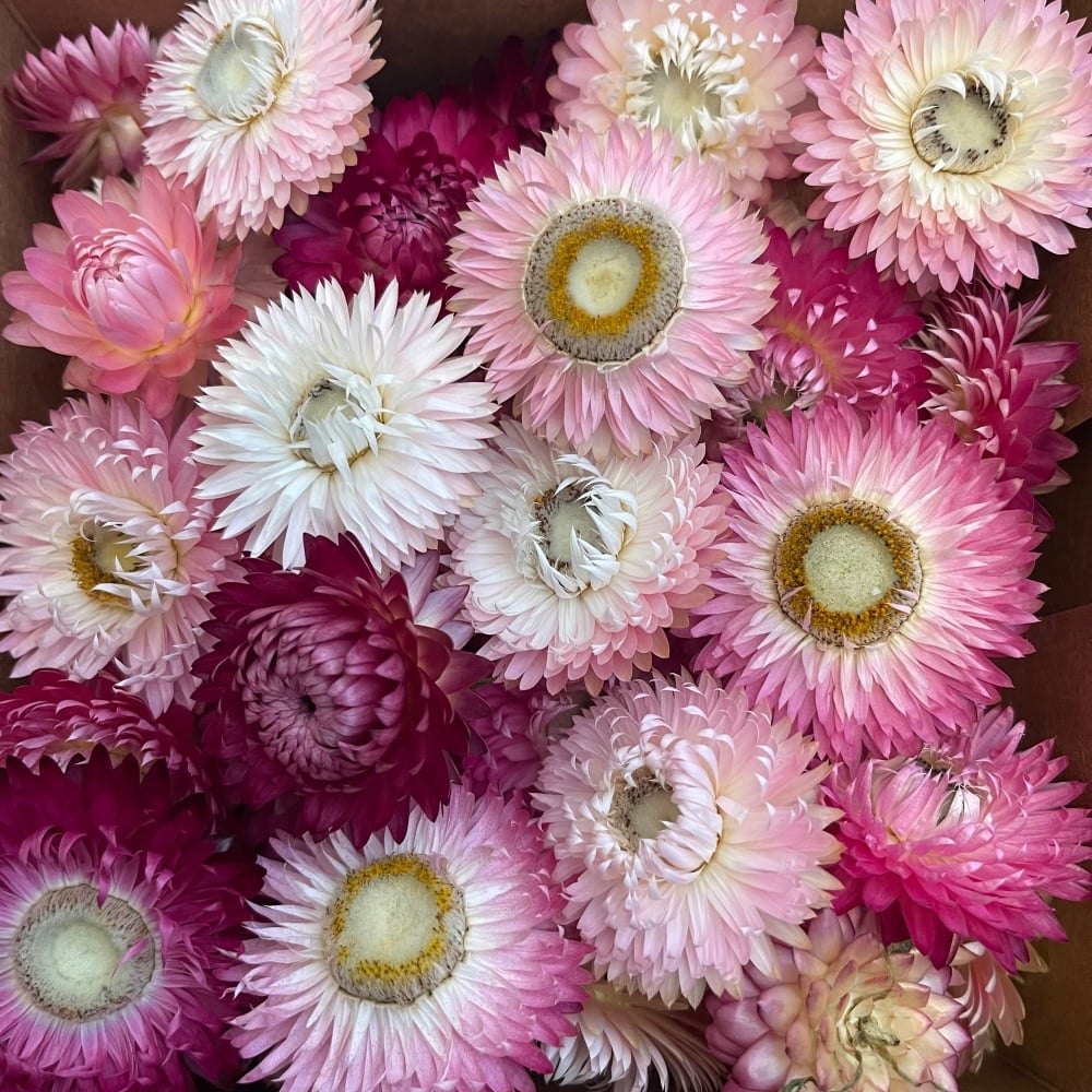 Strawflowers - Mixed Pinks