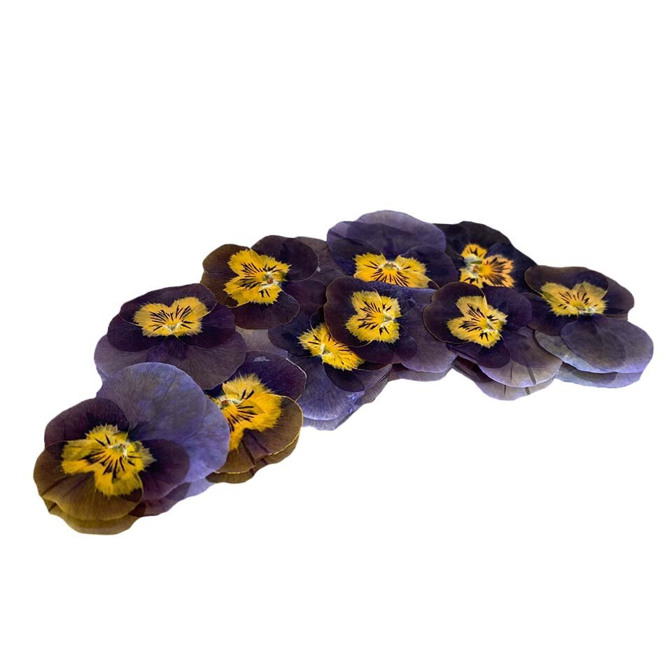 Pressed Viola - Purple and Yellow
