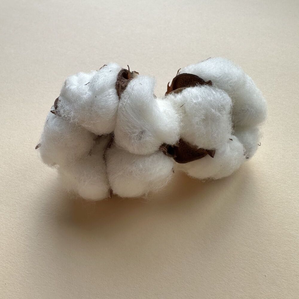 Cotton