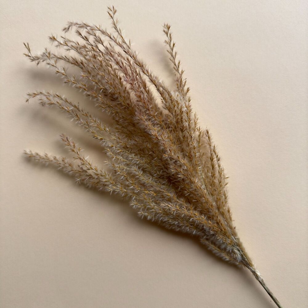 Pampas Stem