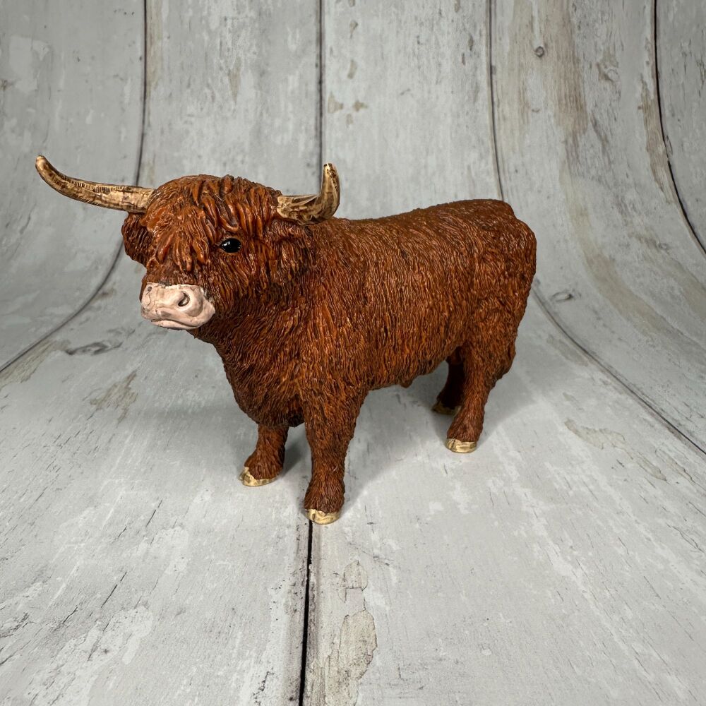 Highland Cow