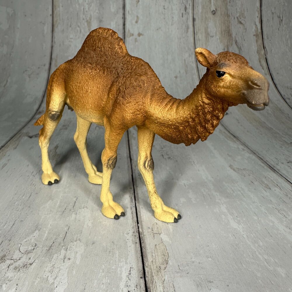 Camel