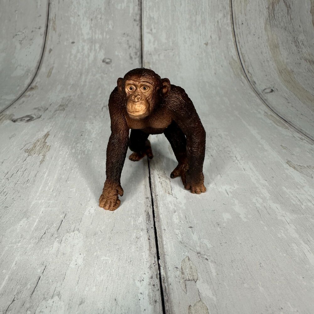 Chimpanzee