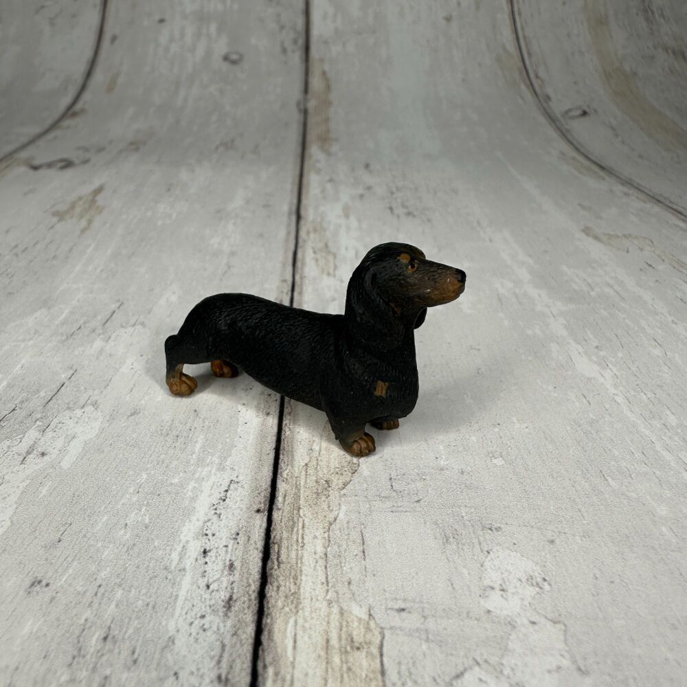 Dachshund