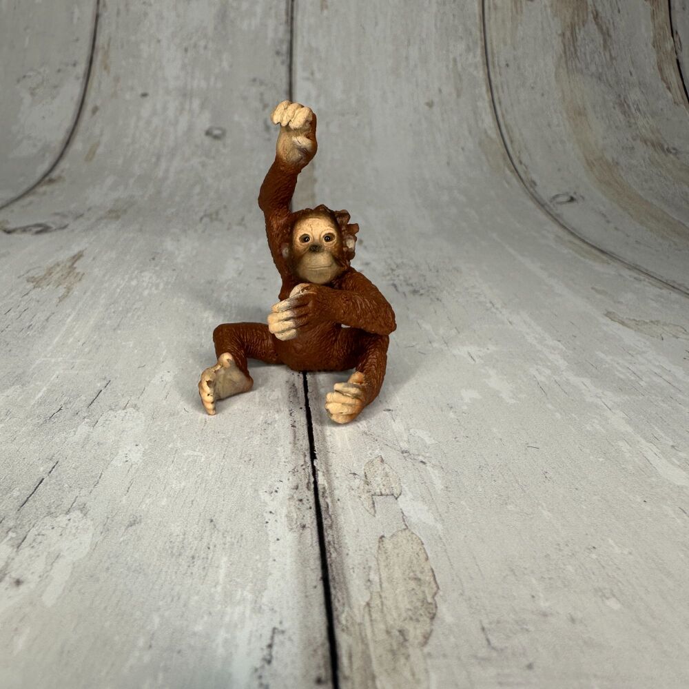 Orangutan Baby