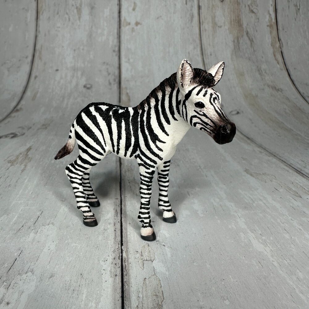 Zebra Foal