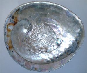 Jumbo Abalone Shell