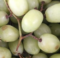 Organic grapes - 300g