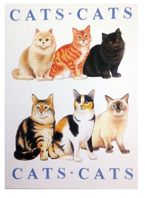 Cats Cats Cats, Greetings Card Blank