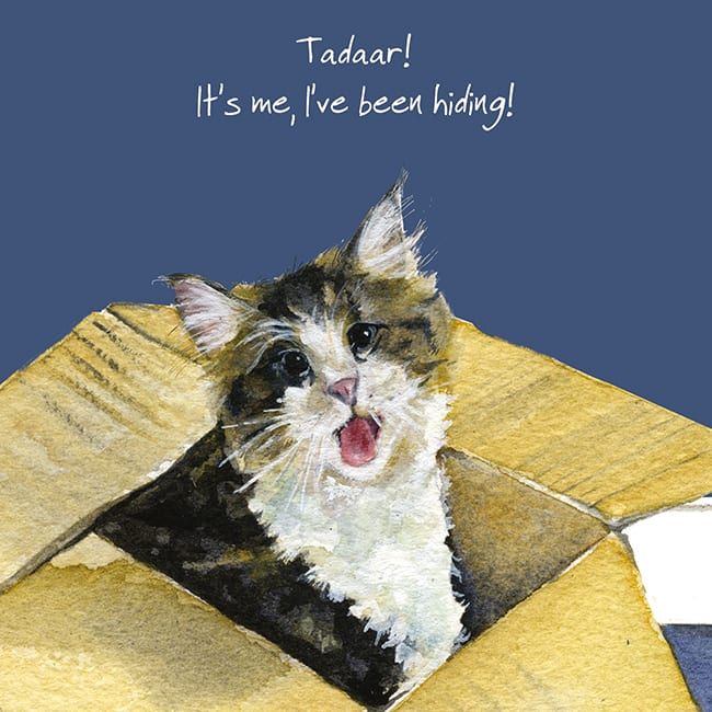Ta Da.. Maine Coon Cat Greetings Card