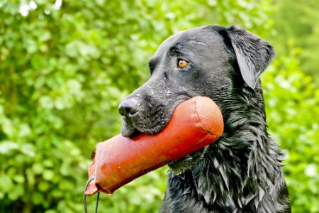 Black Labrador with Training Dummy