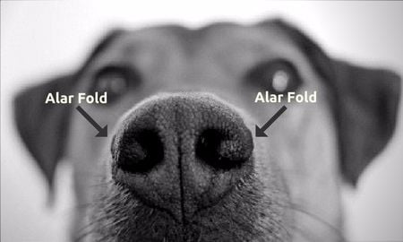 Canine Alar Fold