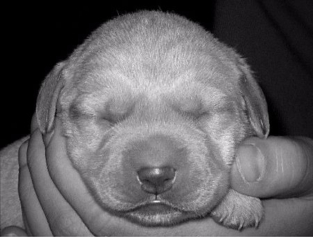 Puppies have heat sensors in their noses to help locate their mothers